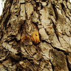 Mantis egg case