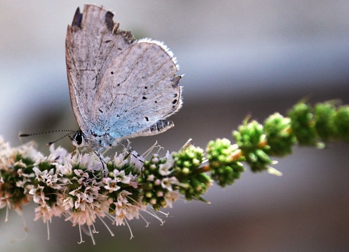 Farfalla e Menta di Luca Gallozza