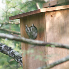 Eastern Screech-Owl