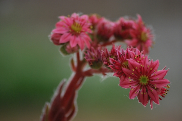 Flowers di manu70