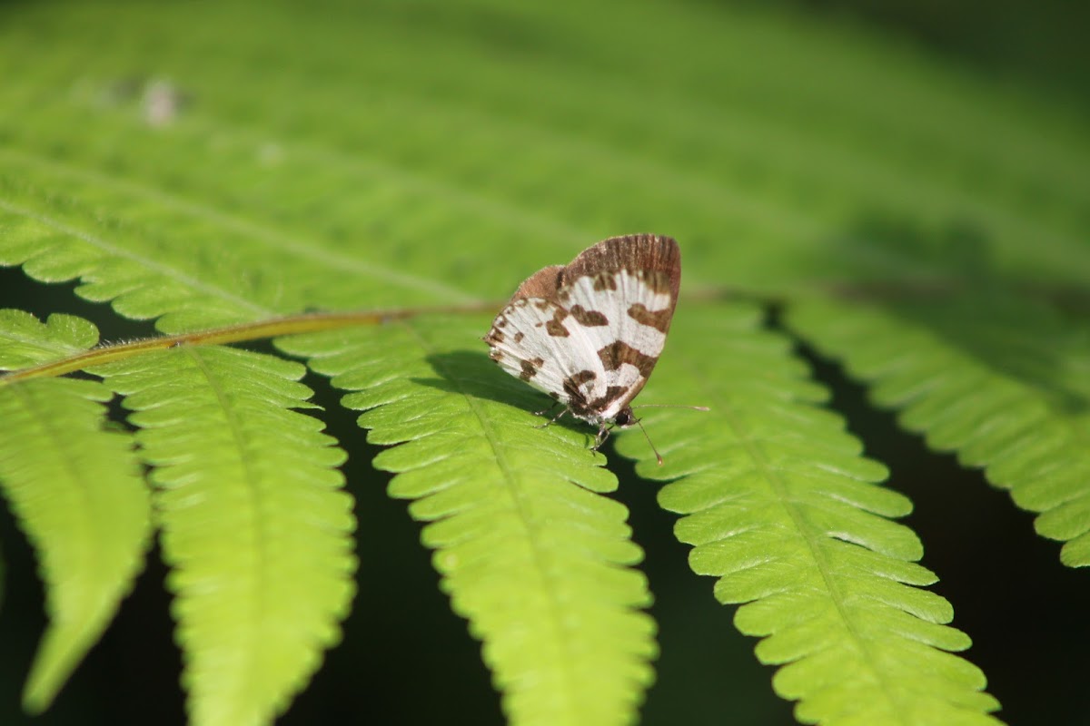 Angled Pierrot