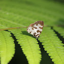 Angled Pierrot