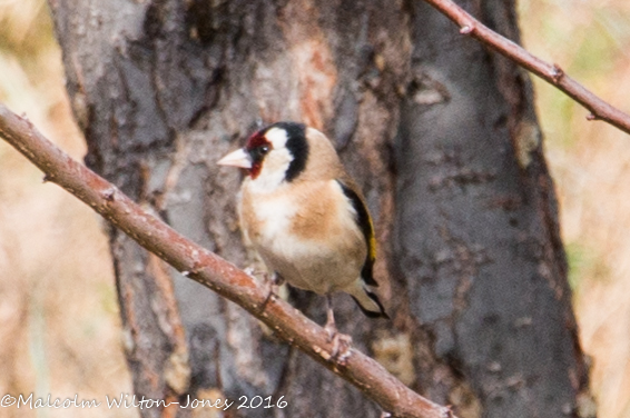 Goldfinch; Jilguero