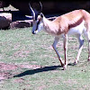 Springbok Antelope