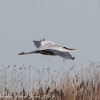 Grey Heron; Garza Real