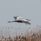 Grey Heron; Garza Real