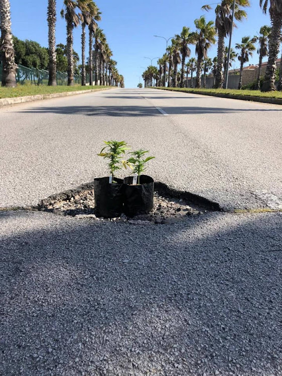 Two pots of pot in a pothole in Forest Hill Drive