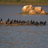 Little Cormorant (Flocks)