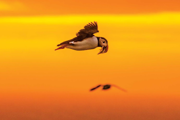 Get the bird-watching opportunity of a lifetime and spot Iceland's unique Atlantic puffin on a Lindblad Expeditions journey of Iceland.