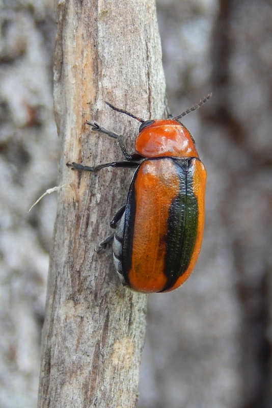 Clay-Colored Leaf Beetle