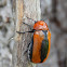 Clay-Colored Leaf Beetle