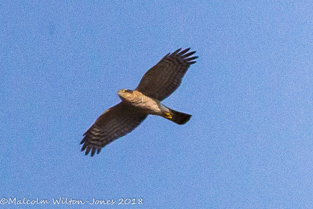 Montagu's Harrier; Aguilucho Cenizo