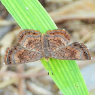 Little metalmark