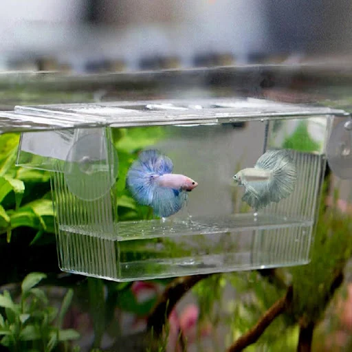 1 PCS Transparent Fish Isolation Box Durable Aquarium Breeder Case Simple Acrylic Fish Baby Hatchery With Suction Cups