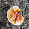 Bracket Fungus