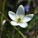 Grass of Parnassus