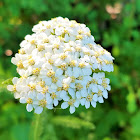 Common yarrow