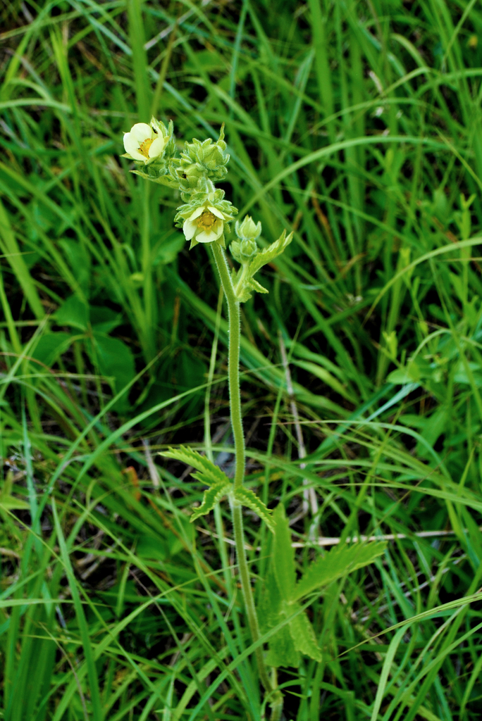 Tall Cinquefoil