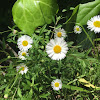 Rough fleabane