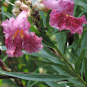 Desert Willow