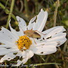 Cricket nymph