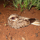 White-winged Nightjar