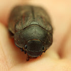 beetle