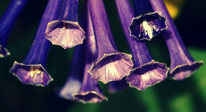 Il fascino del viola! di gio.effe