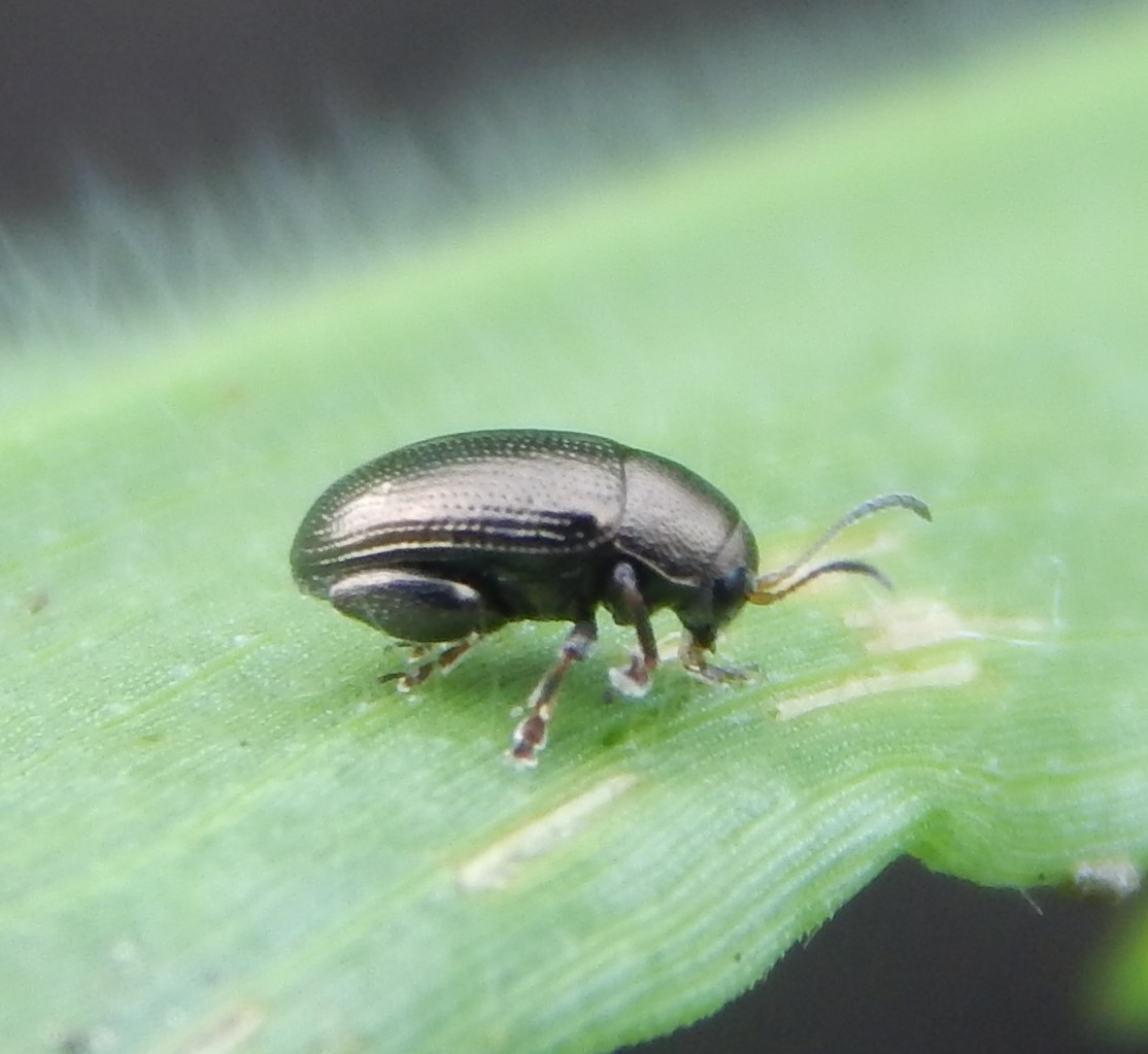 Flea Beetle