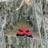 Sleepy Underwing Moth