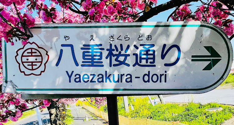 エッセの桜と愛車・八重桜通り・桜とコラボ・桜パトロール・八重桜に関するカスタム事例の投稿画像2枚目