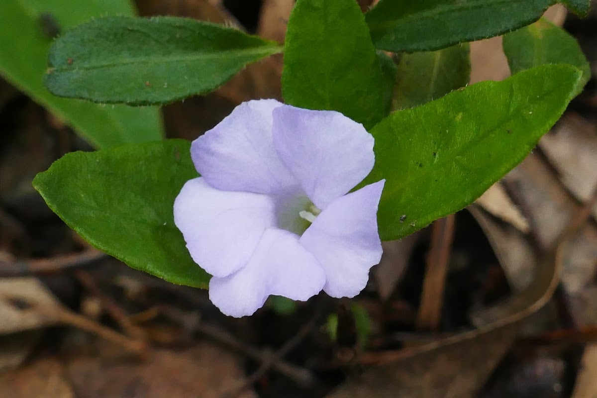 Blue Trumpet