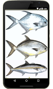 Types of Sea Fish - náhled