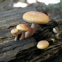 Mushroom