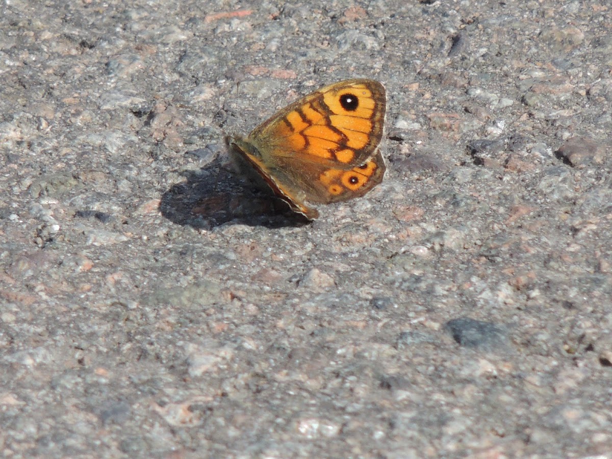 Wall Brown