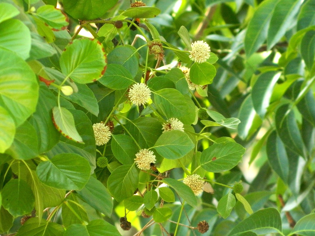 Mytragyna parvifolia