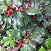 English holly