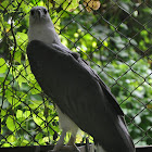 White-bellied sea eagle, white-breasted sea eagle