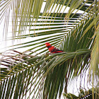 Violet necked lory