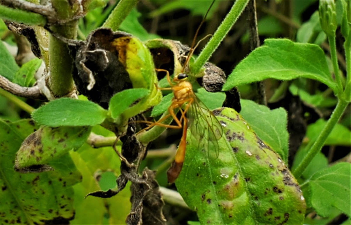 Short-tailed Ichneumon Wasp