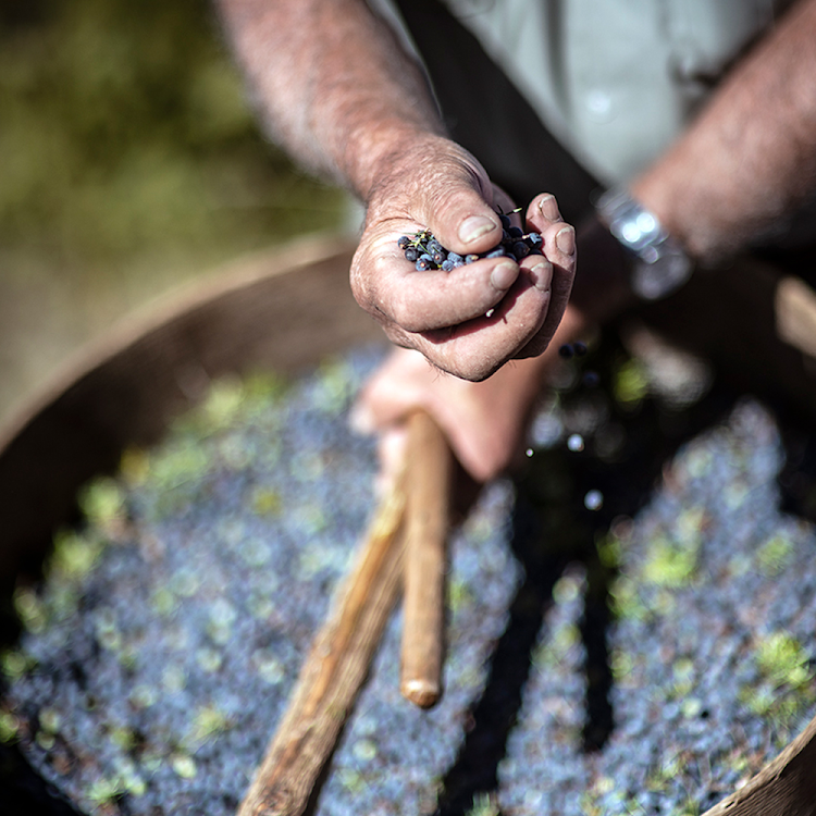 Juniper berries from Tuscany, Italy, are a quintessential ingredient in Bombay Sapphire gin.