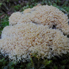 Dog Vomit Slime Mold