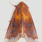 Moth