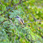 Brown Shrike