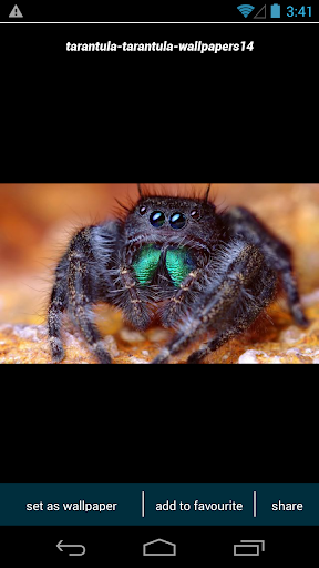 Tarantula Spider Wallpapers