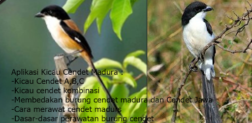 Kicau Pentet Madura By Tidut App Entertainment Category 266