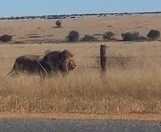 A lion escaped from a trailer while in transit on Friday June 7 2019 between Wolmaransstad and Makwassie in the North West.