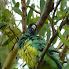 Australian ringneck parakeet