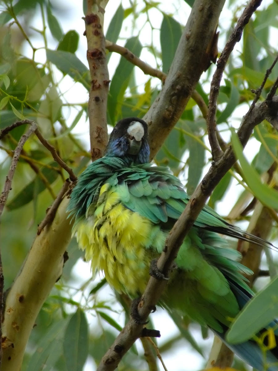 Australian ringneck parakeet