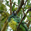 Australian ringneck parakeet